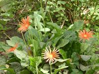 Botanischer Garten