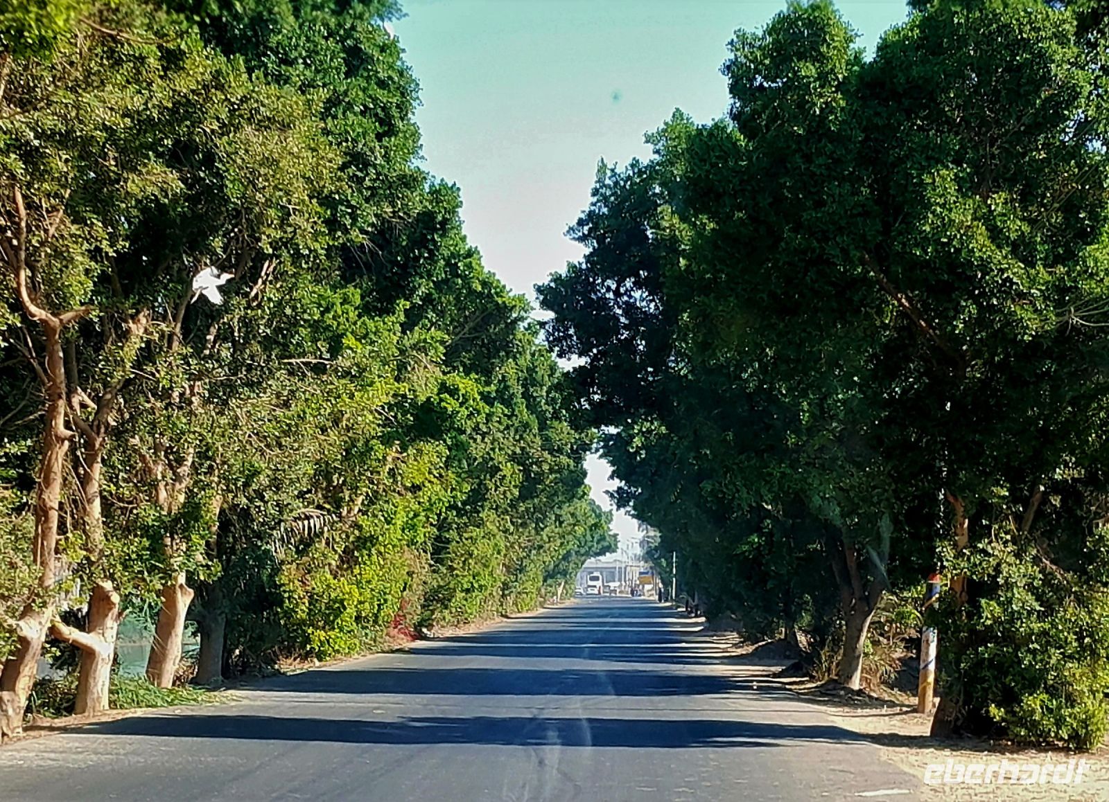 Grüne Allee