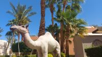 Hotelanlage nahe Jaz Makadi Star & Spa