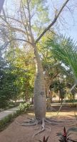 Interessante Bauform des Florettseidenbaumes, Botanischer Garten Assuan