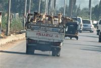 Kameltransport
