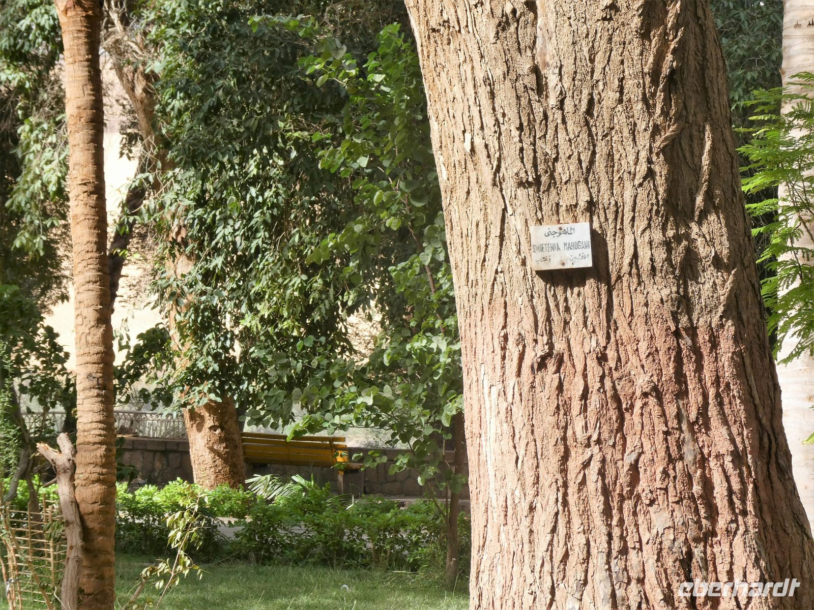 Mahagoni Baum
