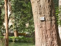 Mahagoni Baum