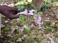Orchideenbaum