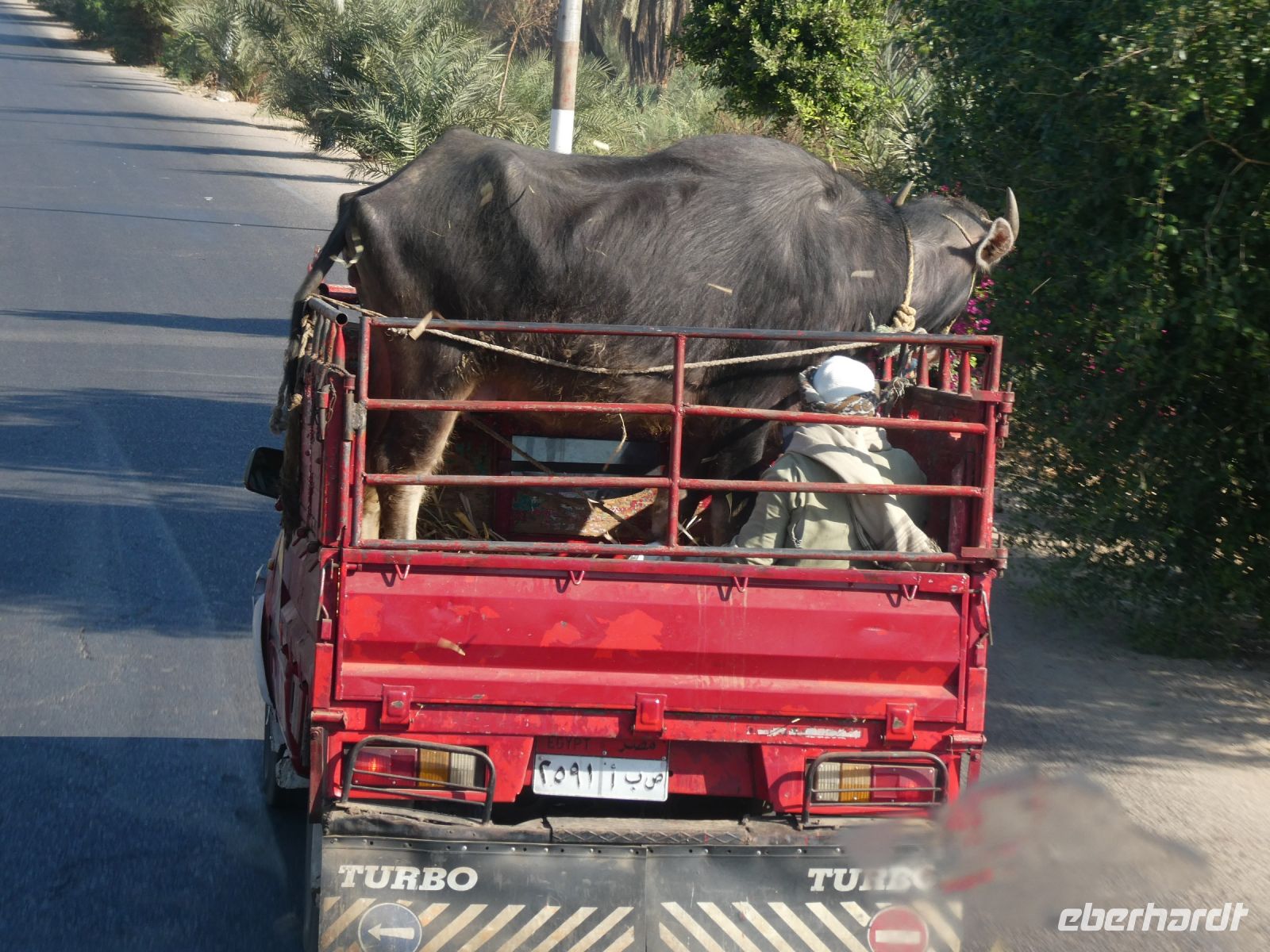 Rindertransport