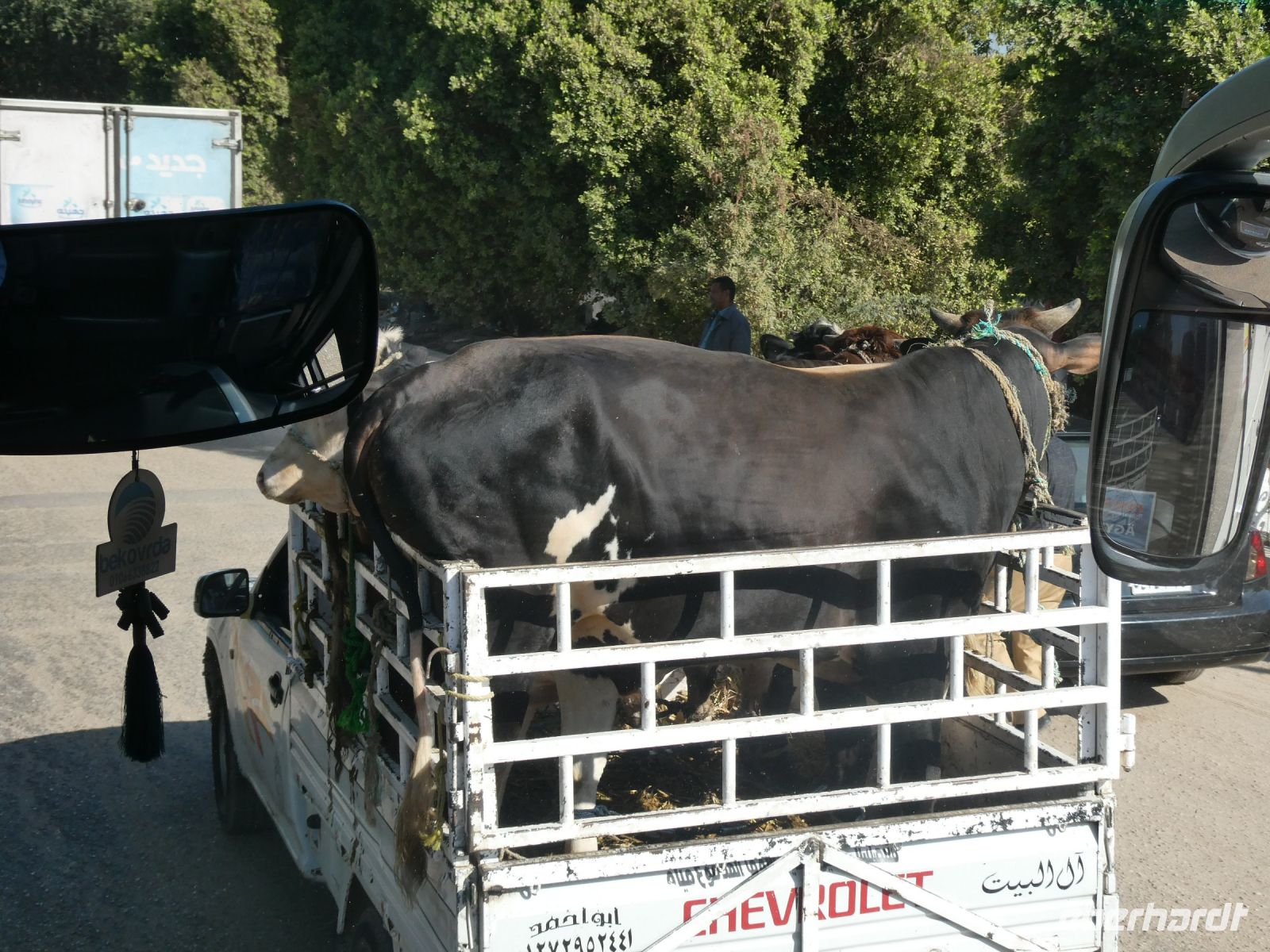Rindertransport