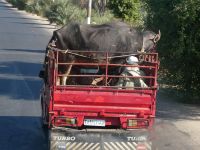 Rindertransport