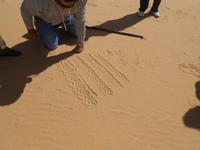 Spuren im Sand