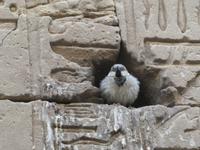 Tempel in Edfu