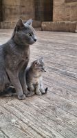 Tempelkatzen