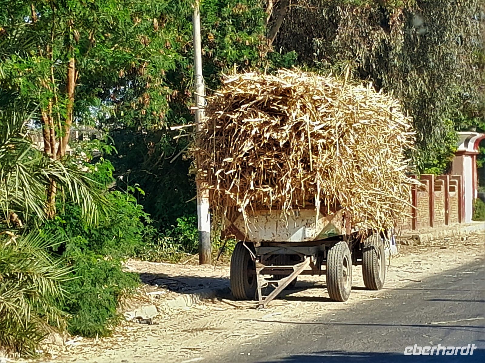 Zuckerrohrtransport