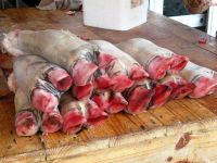 doch lieber Fleisch