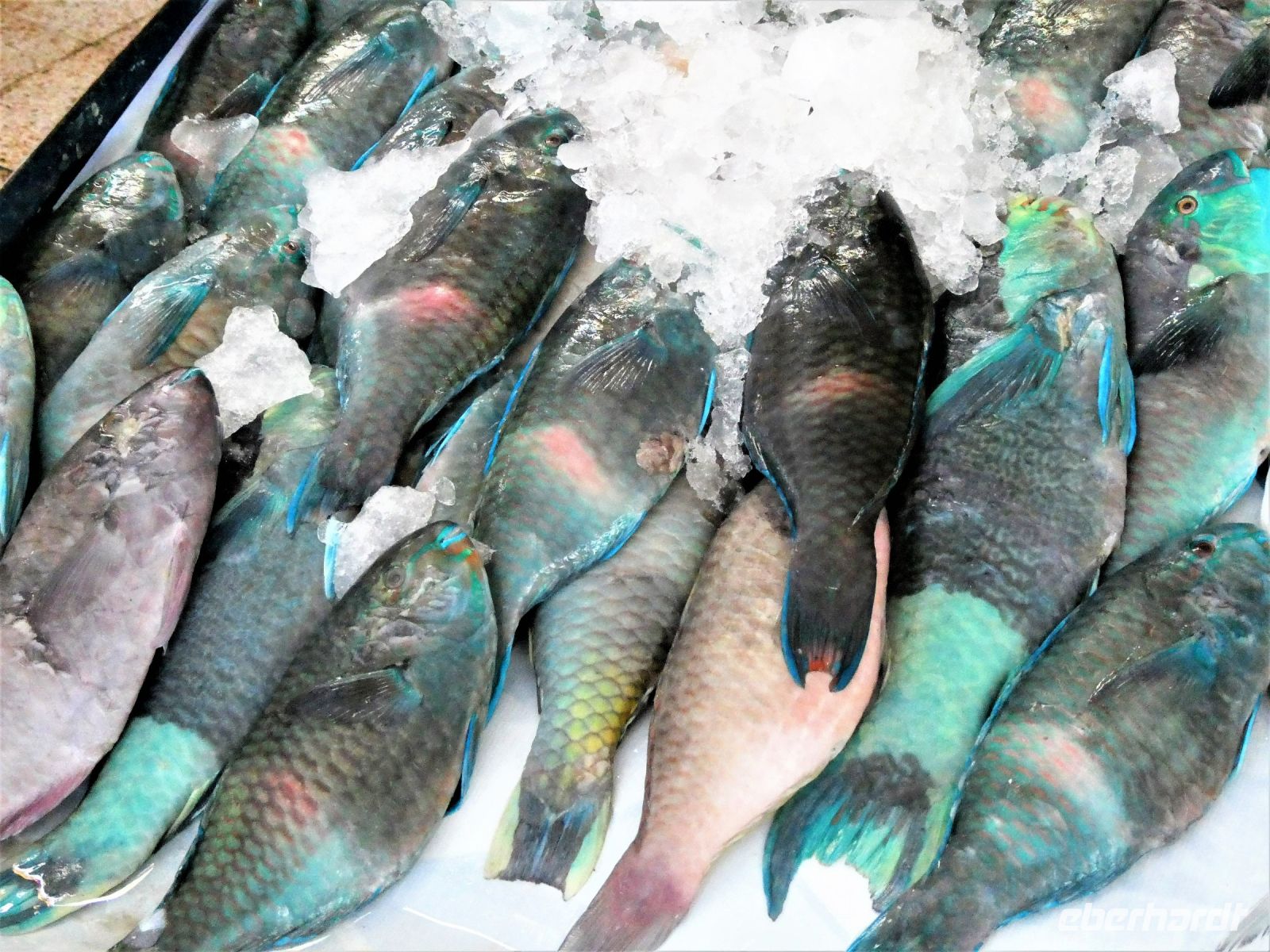 mehr bunte Fische