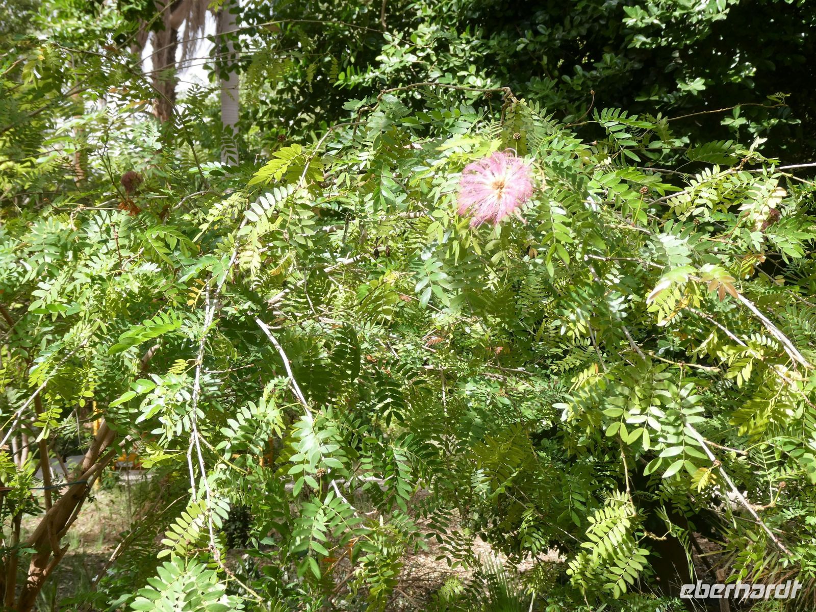 seltene Blüte