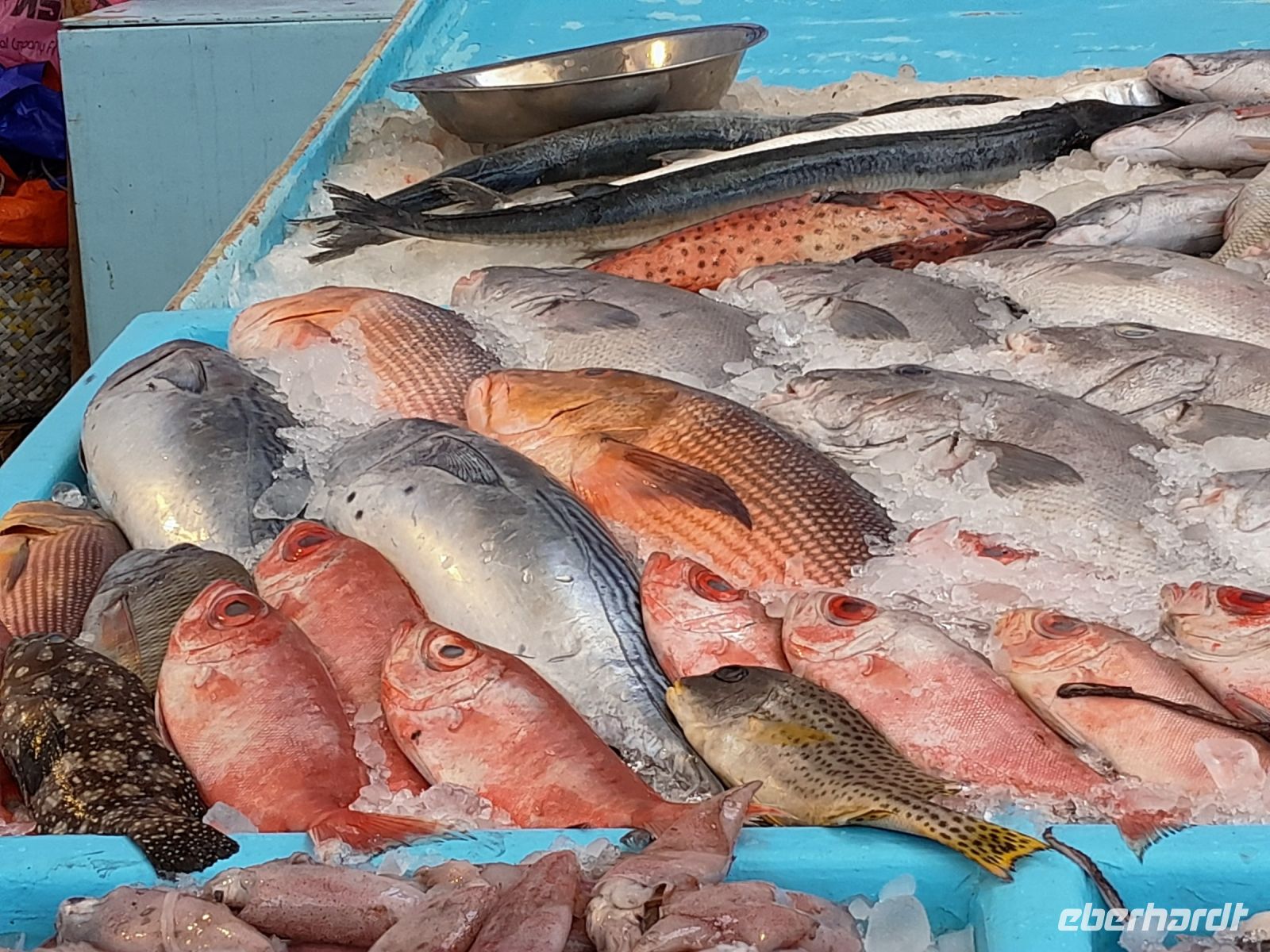 und wieder Fisch