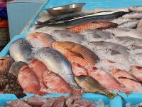 und wieder Fisch