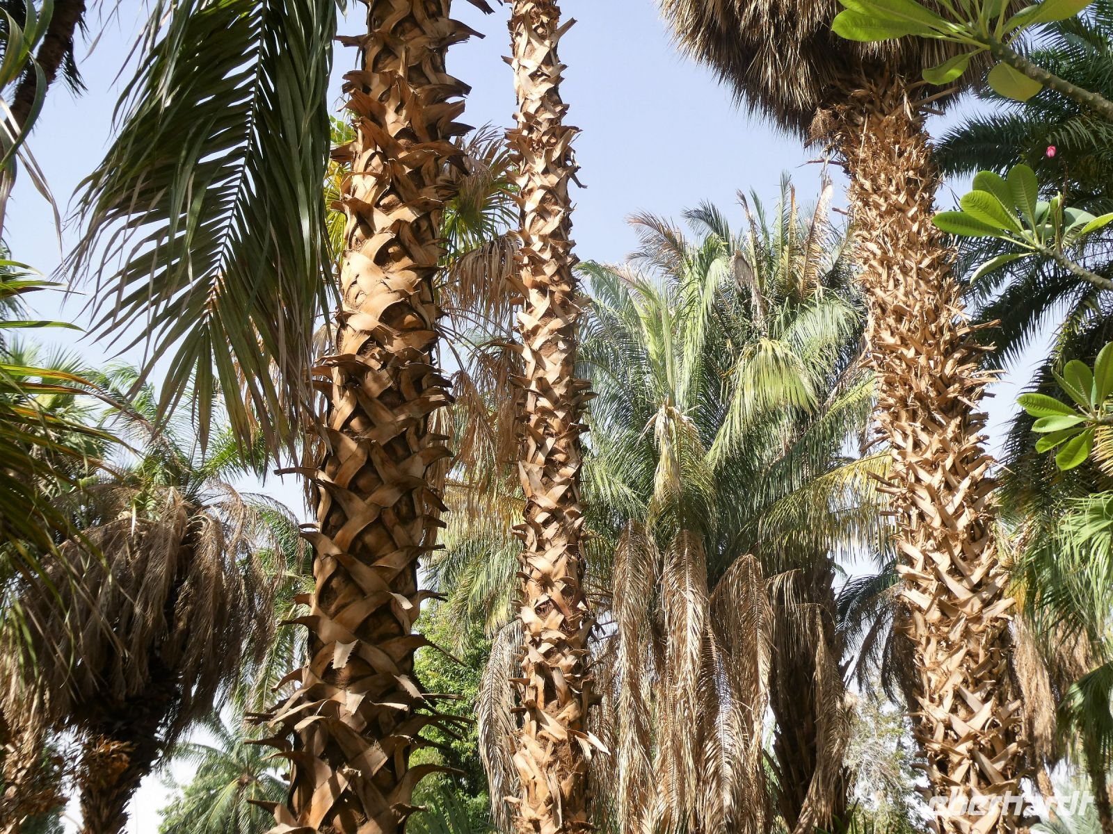 verschiedene Palmen