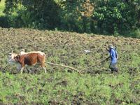 typisches Pflügen &ndash; &copy; Jürgen Schmeißer (Eberhardt TRAVEL)