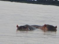 Nilpferde im Tanasee &ndash; &copy; Jürgen Schmeißer (Eberhardt TRAVEL)