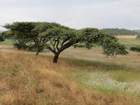 Schirmakazie &ndash; &copy; Jürgen Schmeißer (Eberhardt TRAVEL)