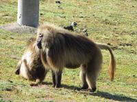 Blutbrustpaviane &ndash; &copy; Jürgen Schmeißer (Eberhardt TRAVEL)