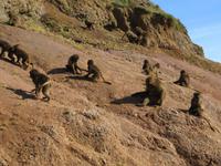 Blutbrustpaviane &ndash; &copy; Jürgen Schmeißer (Eberhardt TRAVEL)