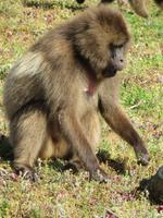 Blutbrustpaviane &ndash; &copy; Jürgen Schmeißer (Eberhardt TRAVEL)