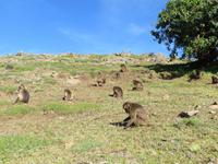 Blutbrustpaviane &ndash; &copy; Jürgen Schmeißer (Eberhardt TRAVEL)