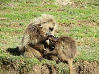 Blutbrustpaviane &ndash; &copy; Jürgen Schmeißer (Eberhardt TRAVEL)