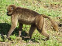 Blutbrustpaviane &ndash; &copy; Jürgen Schmeißer (Eberhardt TRAVEL)