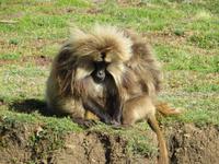 Blutbrustpaviane &ndash; &copy; Jürgen Schmeißer (Eberhardt TRAVEL)