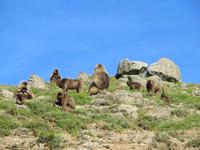 Blutbrustpaviane &ndash; &copy; Jürgen Schmeißer (Eberhardt TRAVEL)