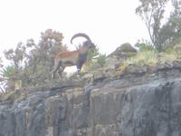 endlich: einäthiopischer Steinbock im Simien &ndash; &copy; Jürgen Schmeißer (Eberhardt TRAVEL)