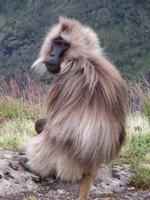 Blutbrustpavian &ndash; &copy; Jürgen Schmeißer (Eberhardt TRAVEL)