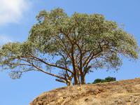 Weihrauchbaum &ndash; &copy; Jürgen Schmeißer (Eberhardt TRAVEL)