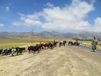 auf dem Weg zum Viehmarkt &ndash; &copy; Jürgen Schmeißer (Eberhardt TRAVEL)