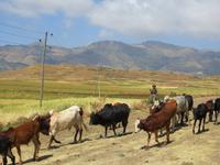auf dem Weg zum Viehmarkt &ndash; &copy; Jürgen Schmeißer (Eberhardt TRAVEL)