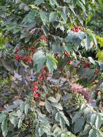 Kaffeepflanze am Layk Hayk &ndash; &copy; Jürgen Schmeißer (Eberhardt TRAVEL)