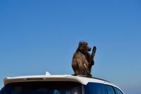 Südafrika - Wegbegleiter