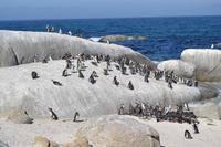 Südafrikanische Pinguine