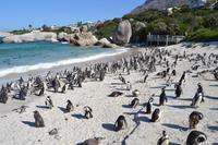 Südafrikanische Pinguine