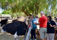 Südafrika - Straußenfarm