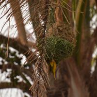 Südafrika - Webervogelnest