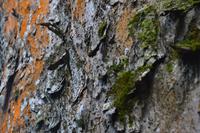 Südafrika - Yellowwood-Baum