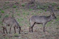 Südafrika - Pilanesnationalpark - Wasserbock 