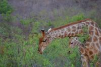 Südafrika - Pilanesnationalpark - Giraffe