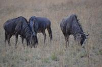 Südafrika - Pilanesnationalpark - Gnus