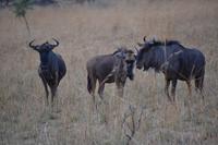 Südafrika - Pilanesnationalpark - Gnus