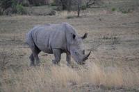 Südafrika - Pilanesnationalpark - Breitmaulnashorn