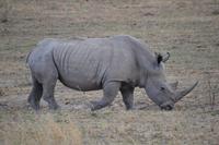 Südafrika - Pilanesnationalpark - Breitmaulnashorn